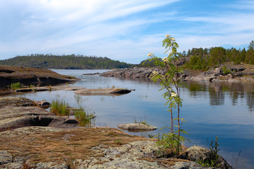 In the foreground you can see the rocky shore of the island and a small tree with white flowers. In the middle is a narrow bay of the lake.In the background we see a large island,overgrown with trees.