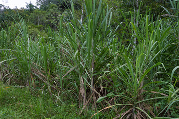 sugarcane plantation