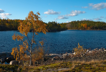 The shore is covered with moss. A lot of stones. A solitary, yellow leafed birch stands on the left. Halfway down there is a channel of the lake. In the background there are islands with trees.