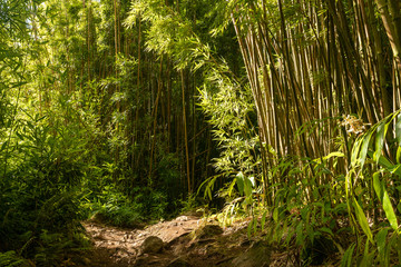 Lush bamboo on the Road to Hana