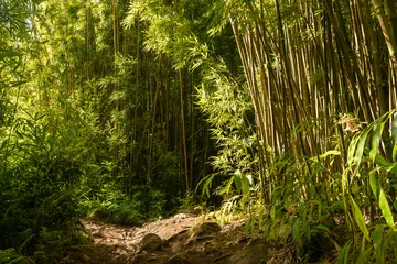 Gordijnen Lush bamboo on the Road to Hana © Jennifer