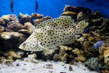 In the center, against the background of blue water, corals and stones, there is a beautiful white-gray fish with bright light blue eyes. Her body is covered with round, dark spots.