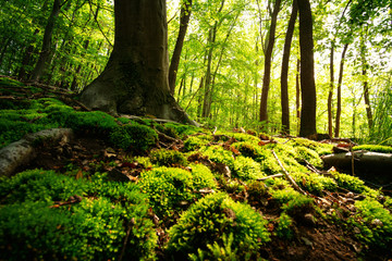 Moos auf dem Waldboden bei warmen Sonnenschein