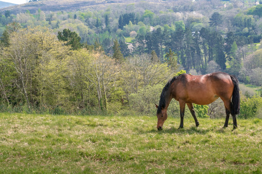 wild horse in a rural scenery