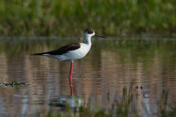 Beautiful Black-winged Stilt bird (Himantopus himantopus) in the lake, female bird with spring plumage.