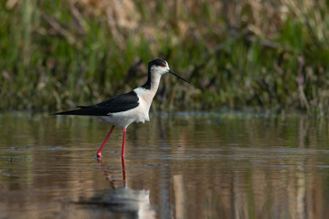 Black winged Stilt ( Himantopus himantopus ). Male long-legged  wading bird. Reflections and lights in the water in the lake.