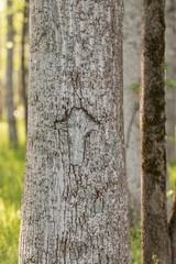 Cross in tree bark in the forest