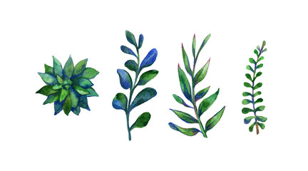 Set of watercolor floral botanical illustration with herbs isolated on white background. Clipping path included. High resolution. Hand painted. Raster illustration. Ideal for fabric, scrap booking