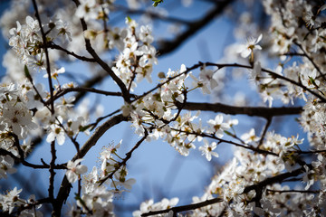 One brief season moment in spring time is the blooming of the cherry tree.