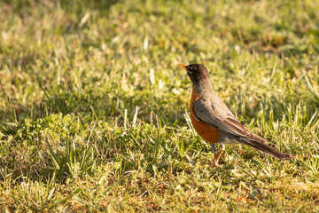 Fototapeta premium robin on the grass