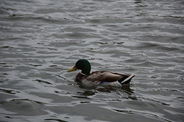 duck on the water