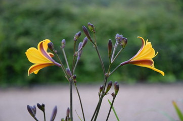 Obraz premium orange flower in the garden
