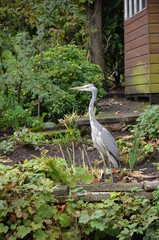Fototapeta premium bird in a garden