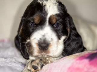 A cute English Cocker Spaniel puppy is lying and looking into the frame. The front legs are...
