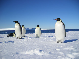 Emperor penguins on a glacier on an Antarctic summer day