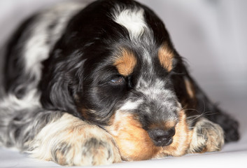 Portrait of a bright, elegant puppy of the English cocker spaniel. A thoughtful look. The...