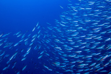 school fish © leslie