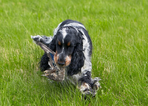 On the green grass runs an English Cocker Spaniel blue-roan color. The dog carries the wing of a duck. There is a hunt.
