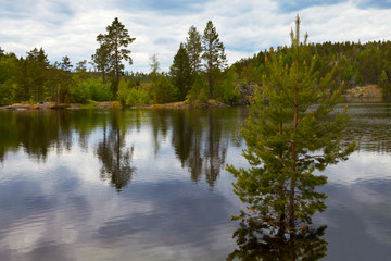Landscape. Wildlife. North. Summer. Karelia. The water surface of the lake. To the right, in the water, stands a fir tree. Water reflects the sky and clouds. Cloudy sky.