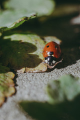 ladybug