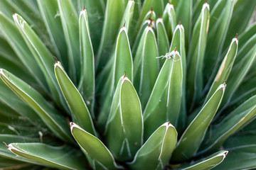 Obraz premium green leafs suculent closeup