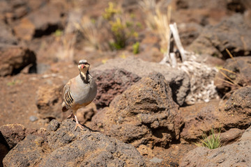 Hawaiian nene goose on a rock