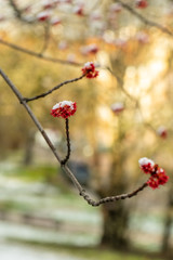 Weather anomaly, snow during spring in April. The flowers which just started blooming are covered in snow.