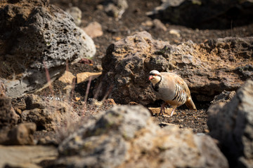 A nene goose in Hawaii