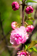 Naklejka na ściany i meble Close-up pink rose in spring garden