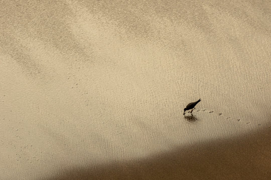 A silhouetted waterbird on the beach
