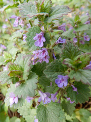 delicate spring light purple ground-ivy flowers on a blurry green background.