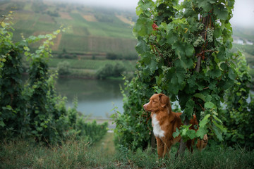 dog by the grape tree. Field, greens. Nova Scotia Duck Tolling Retriever in nature.