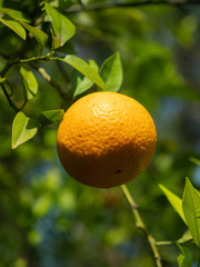 Small Orange Ready for Picking in Orange Tree