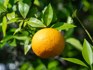 Small Orange Ready for Picking in Orange Tree