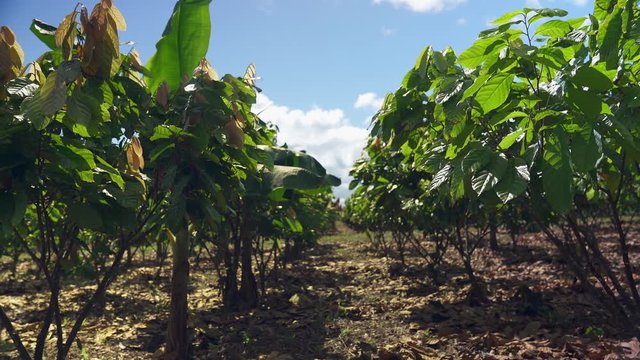 Row of Cacao Trees on Guatemalan Farmland