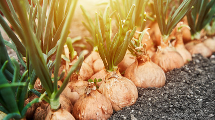 Planting onion in garden. Plantation in the vegetable garden agriculture. Sunlight flare copyspace. Banner size 16 in 9 crop - obrazy, fototapety, plakaty