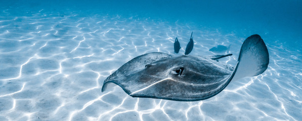 Stingray swimming in Moorea's lagoon - Powered by Adobe