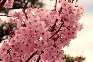 Blooming sakura tree in spring
