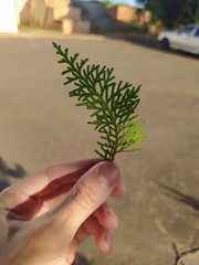 hand holding a plant