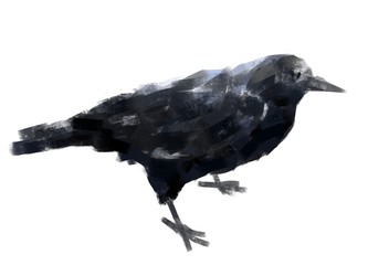 Black raven on a white background. Digital illustration