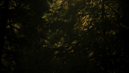 branches hit by light