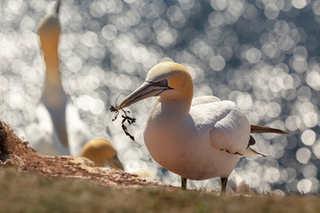 Morus bassanus - gannets on Helgoland Island, sitting on a nest and in its beak, has water grass in beautiful light reflecting off the blue sea level with a nice bokeh.