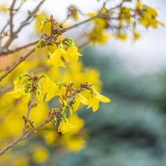 Blooming forsythia in springtime. Blurry backdrop with yellow flowers. Beautiful florets in the park.