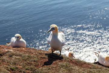 Morus bassanus - white gannet on the island of Helgoland standing on a rock in beautiful backlight reflecting off the blue sea level with a nice bokeh.