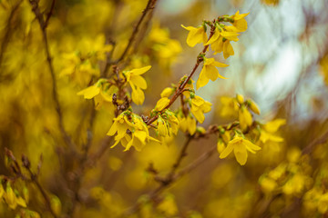 Blooming Forsythia flowers branch in springtime. Beautiful yellow flowers in the village.