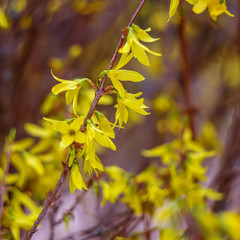 Abstract blurred background with bokeh and blooming forsythia branch in springtime. Gradient backdrop.  