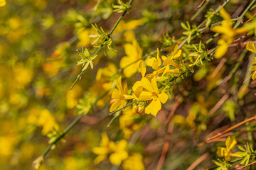 Blooming Forsythia flowers branch in springtime. Beautiful yellow flowers in the village. 