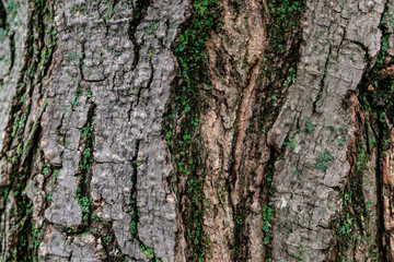 Obraz premium maple tree bark