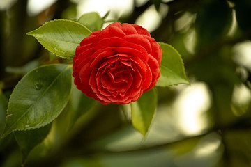 Camellia - Japoneira