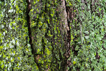 Obraz premium mossy tree bark
